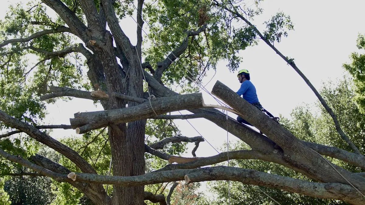 Professional Crown Thinning performed by certified arborists in Lucerne