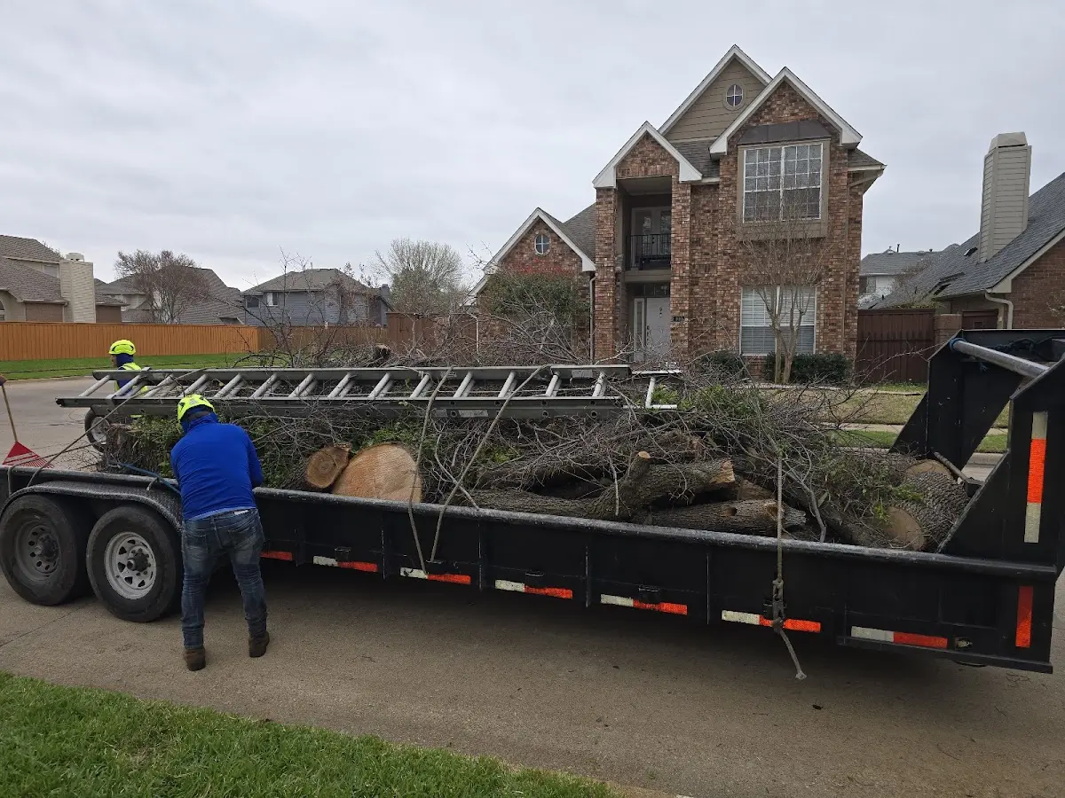 Expert Tree Removal with proper safety equipment in Lucerne